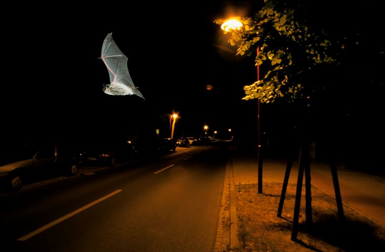 Lichtverschmutzung, Zweifarbfledermaus im Flug.jpg