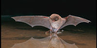 Wasserfledermaus