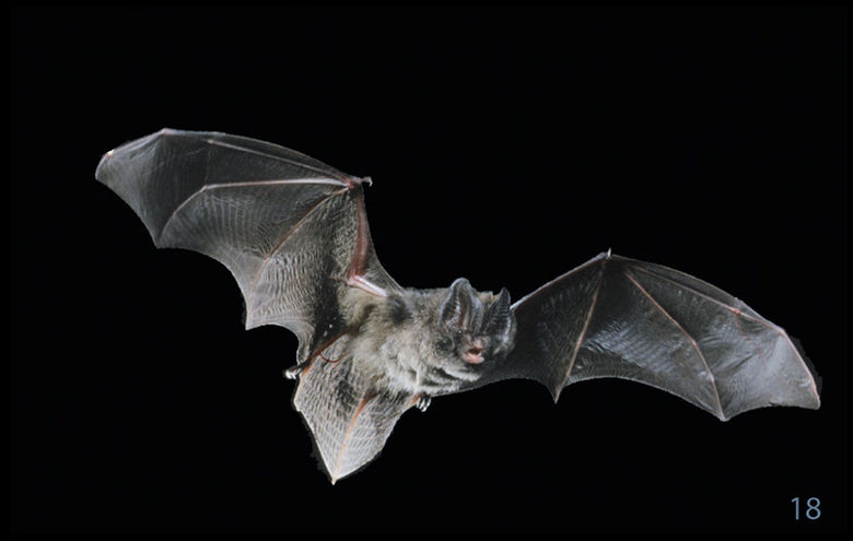 18_Mopsfledermaus.jpg