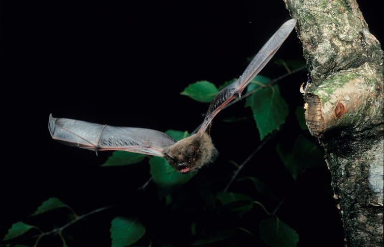 Rauhautfledermaus, Pipistrellus nathusii__Dietmar Nill 1.JPG