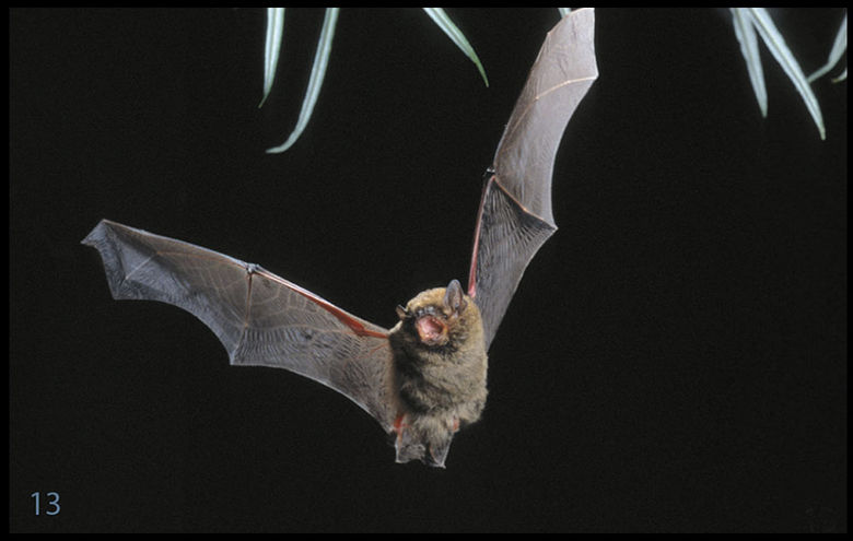 13_Mueckenfledermaus.jpg