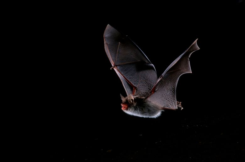 Fransenfledermaus im Flug, Myotis nattereri, Natterers bat.jpg