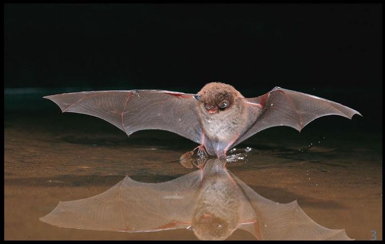 03_Wasserfledermaus.jpg