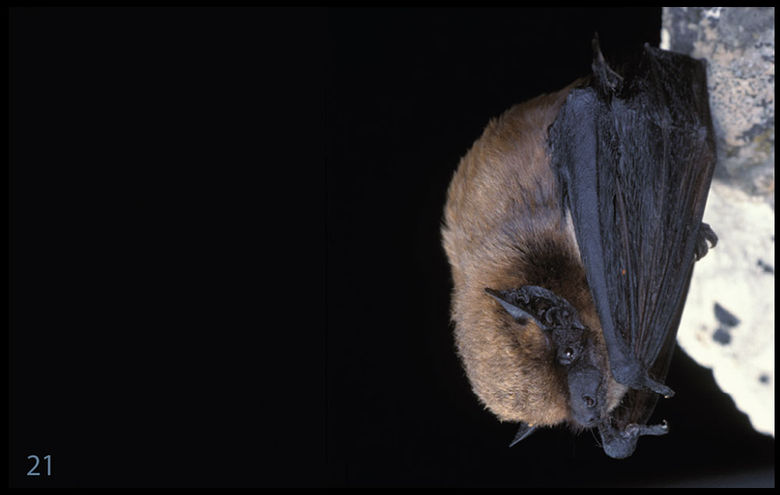 21_Alpenfledermaus.jpg
