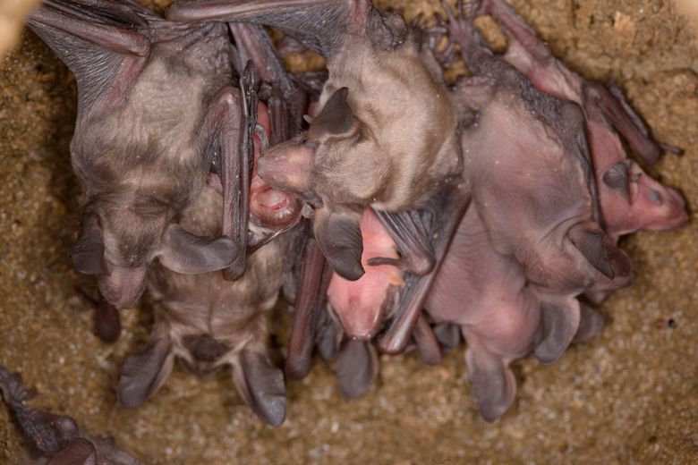 Junge Bechsteinfledermäuse, Myotis bechsteinii, young Bechstein`s bat.jpg
