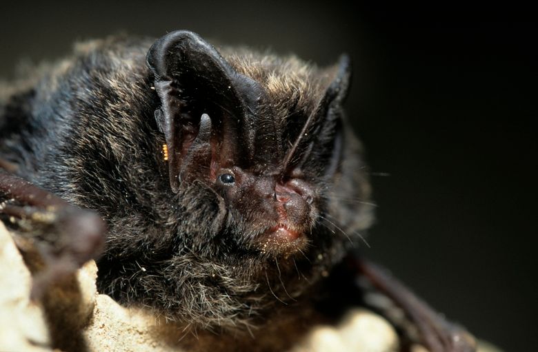 Mopsfledermaus Portrait, Barbastella barbastellus, barbastelle.jpg