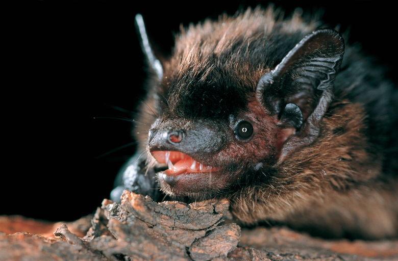 Nordfledermaus Portrait (Eptesi2.JPG