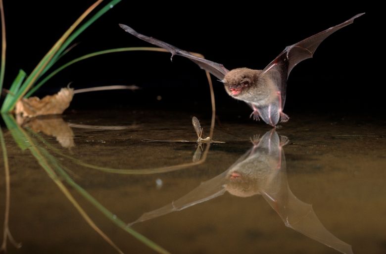 Wasserfledermaus beim Beutefang, Myotis daubentoni, Daubenton's bat.jpg