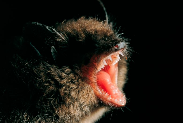 Kleine Bartfledermaus Portrait, Myotis mystacinus, whiskered bat.jpg