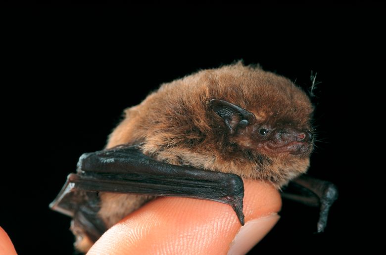 Zwergfledermaus Portrait, Pipistrellus pipistrellus, common pipistrelle.jpg