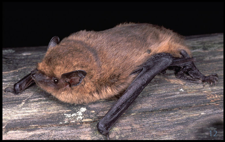12_Zwergfledermaus.jpg