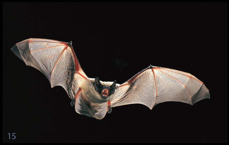 15_Zweifarbfledermaus.jpg