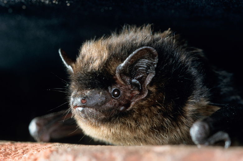 Nordfledermaus Portrait (Eptesi1.JPG