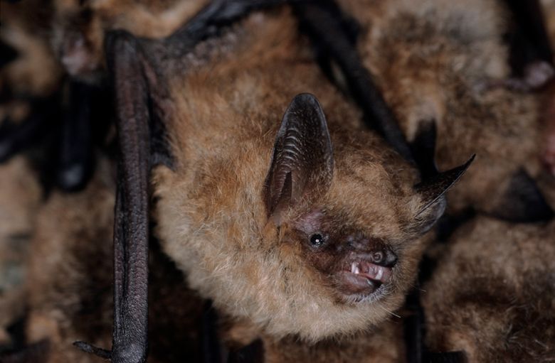 Wimperfledermaus, Myotis emarginatus, Geoffroys bat.jpg