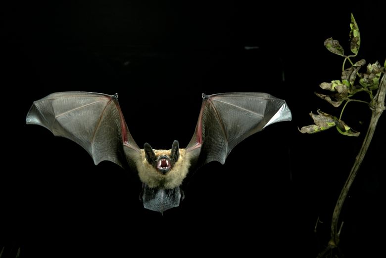 Breitfluegelfledermaus, Eptesicus serotinus, serotine.jpg