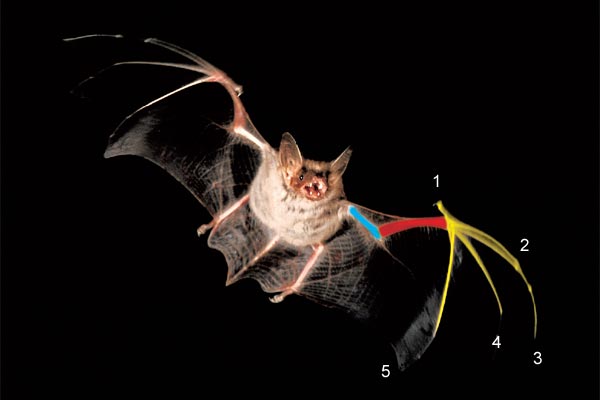 fliegendes Mausohr mit angefärbten Flügelknochen