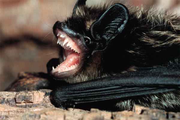 Nordfledermaus