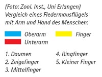 Vergleich eines Fledermausflügels mit Arm und Hand des Menschen