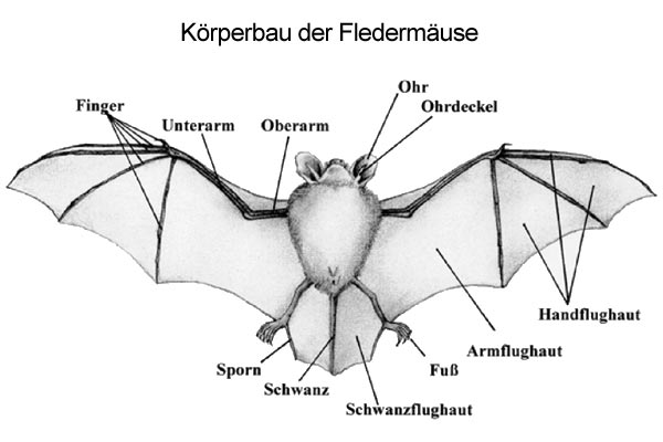 Fledermaus Steckbrief Zum Ausdrucken: Körperbau