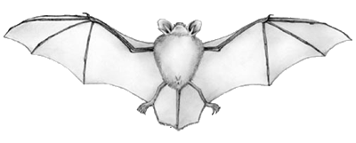 Grafik einer Fledermaus